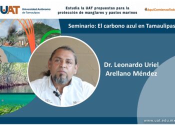 Estudia la UAT propuestas para la protección de manglares y pastos marinos