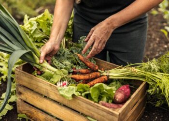 El decreto que prohibe maíz transgénico y glifosato aumentará precio de alimentos