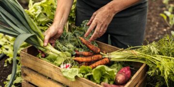 El decreto que prohibe maíz transgénico y glifosato aumentará precio de alimentos