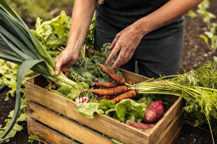 El decreto que prohibe maíz transgénico y glifosato aumentará precio de alimentos