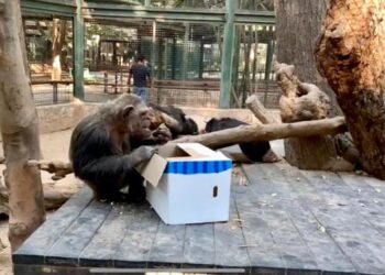 Fauna silvestre del zoo de Culiacán recibe sus regalos en el marco de los festejos de navidad y año nuevo