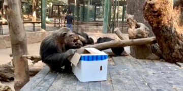 Fauna silvestre del zoo de Culiacán recibe sus regalos en el marco de los festejos de navidad y año nuevo