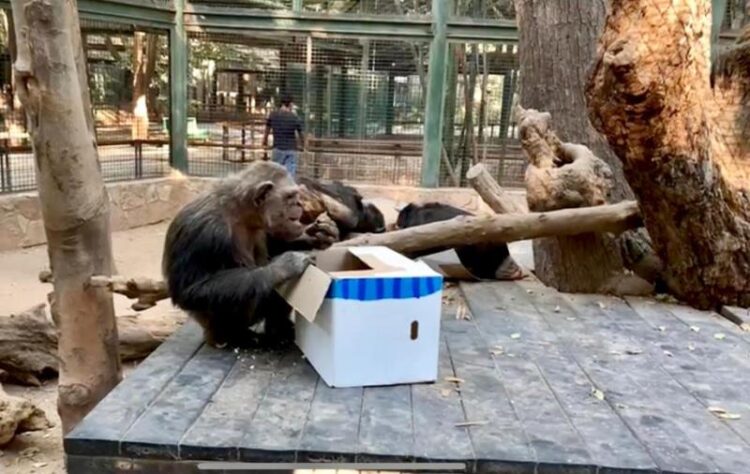 Fauna silvestre del zoo de Culiacán recibe sus regalos en el marco de los festejos de navidad y año nuevo