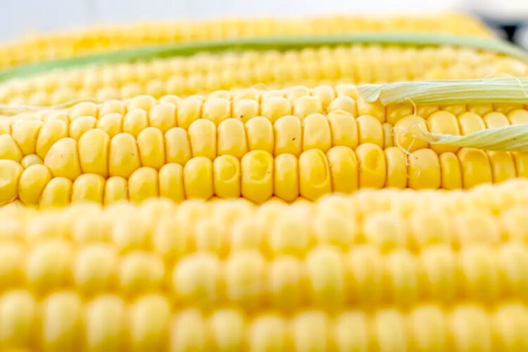 EU podría recurrir a mecanismos del T-MEC ante propuesta “insuficiente” de México para maíz transgénico