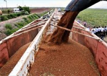 Mantiene mercado extranjero al sorgo en $7,200 la tonelada