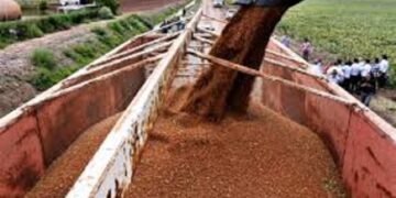 Mantiene mercado extranjero al sorgo en $7,200 la tonelada