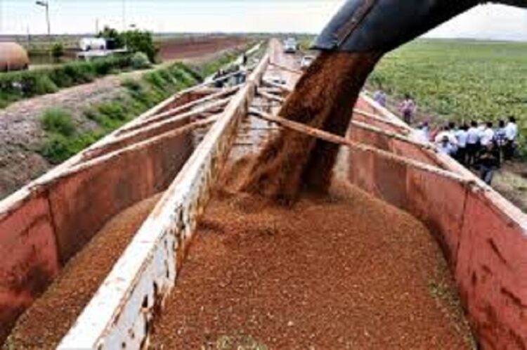 Mantiene mercado extranjero al sorgo en $7,200 la tonelada
