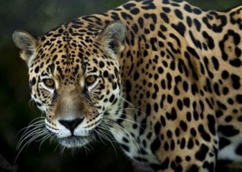 El jaguar podría dejar de existir en México, las 3 acciones claves que deben seguirse para evitarlo