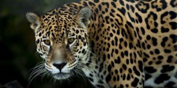 El jaguar podría dejar de existir en México, las 3 acciones claves que deben seguirse para evitarlo