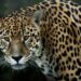 El jaguar podría dejar de existir en México, las 3 acciones claves que deben seguirse para evitarlo