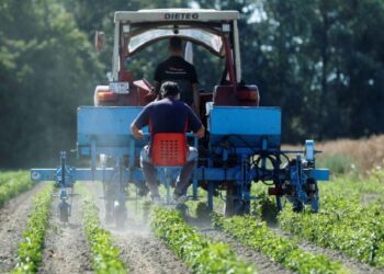 Sader: entrega de fertilizantes gratuitos llegará a todo el país