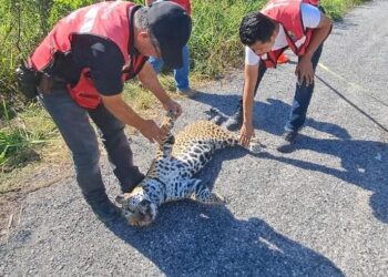 Encuentran a jaguar muerto en la carretera Soto la Marina – La Pesca