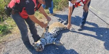 Encuentran a jaguar muerto en la carretera Soto la Marina – La Pesca