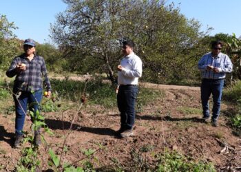 Experimenta UAT bioinsecticida para combatir el dragón amarillo