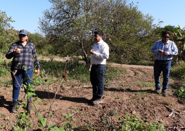 Experimenta UAT bioinsecticida para combatir el dragón amarillo