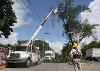 Exhortan a la CFE y ayuntamientos podar árboles para evitar accidentes