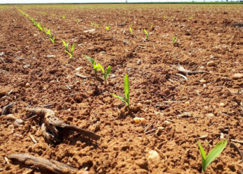 Productores aceleran siembras de sorgo y maíz para aprovechar humedad
