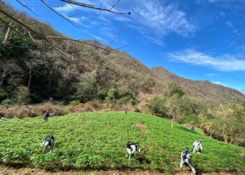 Guardia Nacional localiza y destruye sembradíos de aparente marihuana