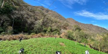 Guardia Nacional localiza y destruye sembradíos de aparente marihuana