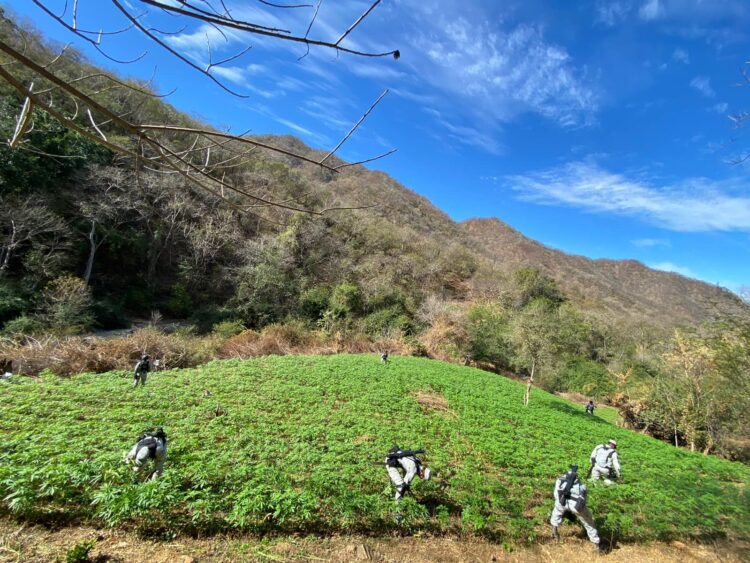 Guardia Nacional localiza y destruye sembradíos de aparente marihuana