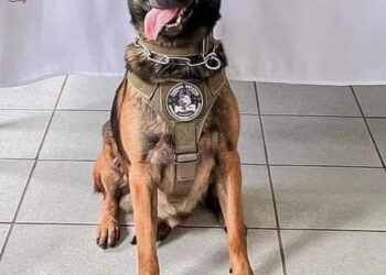 Balacean a perro policia