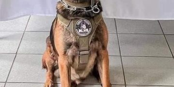 Balacean a perro policia
