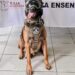 Balacean a perro policia