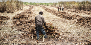 Defiende sindicato azucarero fuentes de empleo