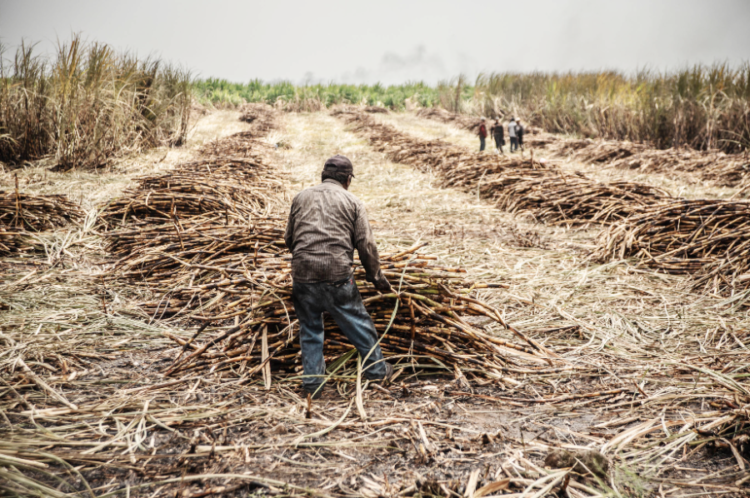 Defiende sindicato azucarero fuentes de empleo