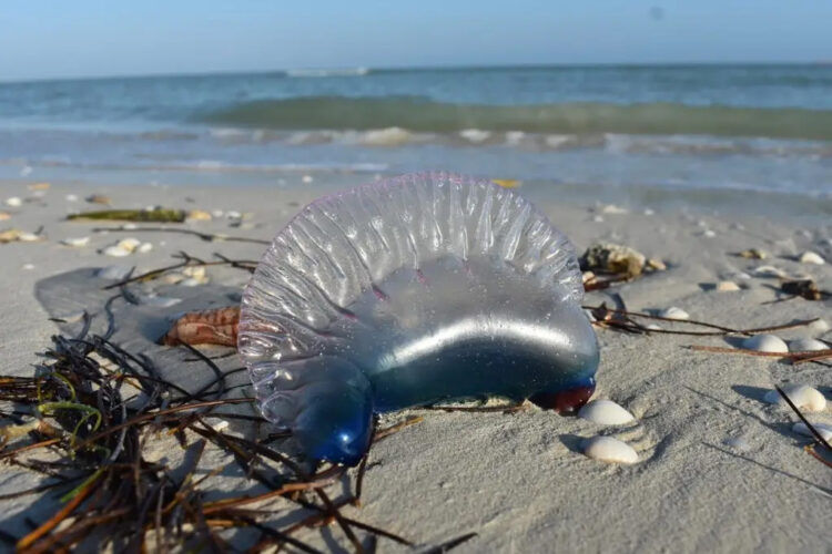 Alertan por presencia de peligrosa medusa en costas mexicanas; podría causar la muerte