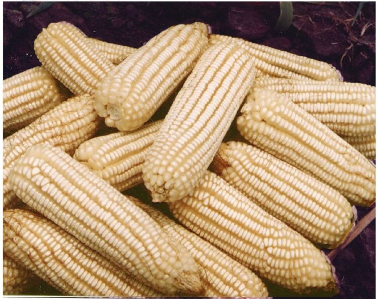 Estados Unidos exhibirá a los talibanes de la 4T del maíz transgénico