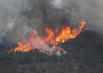 Sin reportarse incendios forestales en Tamaulipas