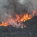 Sin reportarse incendios forestales en Tamaulipas