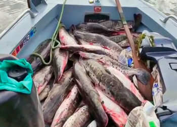 Mexicanos exigen saber el origen del pescado que consumen
