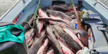 Mexicanos exigen saber el origen del pescado que consumen