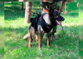 Muere perro rescatista “Proteo” en de Turquía