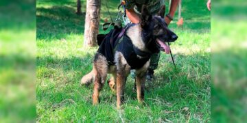 Muere perro rescatista “Proteo” en de Turquía