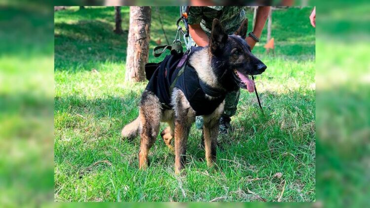 Muere perro rescatista “Proteo” en de Turquía