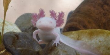 Los ajolotes están a punto de desaparecer, tú puedes salvar uno