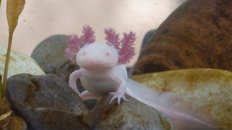 Los ajolotes están a punto de desaparecer, tú puedes salvar uno