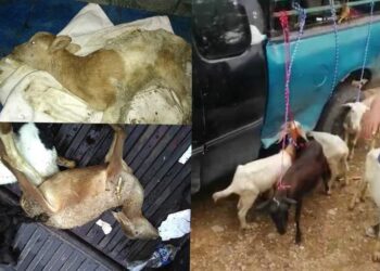 Abigeos aplican robo hormiga, ahora se llevan borregos y cabras