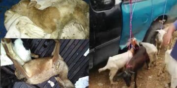 Abigeos aplican robo hormiga, ahora se llevan borregos y cabras