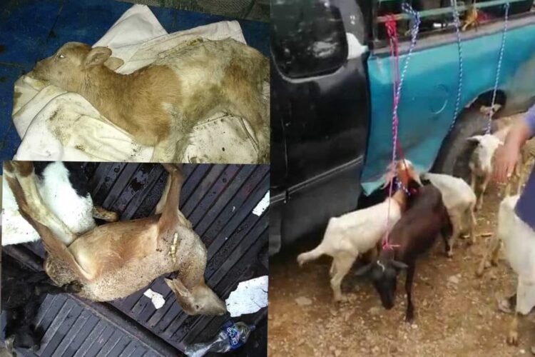 Abigeos aplican robo hormiga, ahora se llevan borregos y cabras