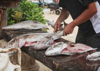 En Tamaulipas se llega a pagar hasta seis veces más por pescado de menor calidad