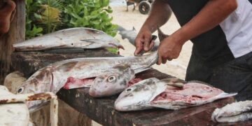 En Tamaulipas se llega a pagar hasta seis veces más por pescado de menor calidad
