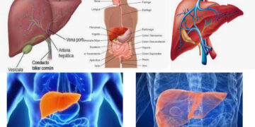 ¿Cómo afecta el café a la salud de tu hígado?