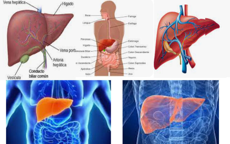 ¿Cómo afecta el café a la salud de tu hígado?