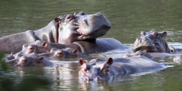 Firman acuerdo  para traslado de hipopótamos de Pablo Escobar a la india y a México