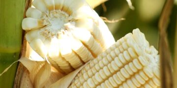 Cinco preguntas incómodas sobre el nuevo decreto que prohíbe maíz transgénico y glifosato