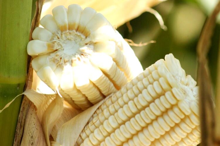 Cinco preguntas incómodas sobre el nuevo decreto que prohíbe maíz transgénico y glifosato